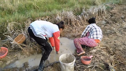 柬埔寨:实拍农村美女在田沟里摸鱼的一幕
