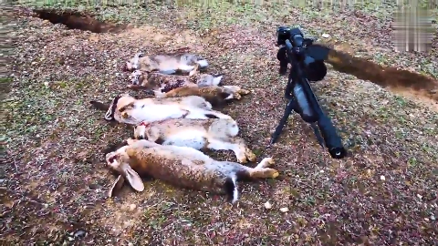 国外野兔泛滥,外国枪械爱好者用狙击枪打兔子,一枪一只好刺激!