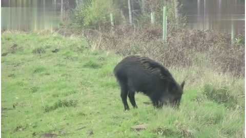 果子哥哥,重庆方言版小猪佩奇之过年猪,第二集
