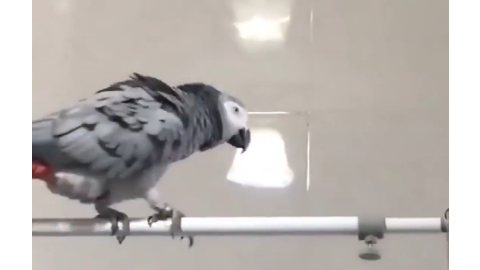 可爱的鹦鹉跟着主人学拼音很标准