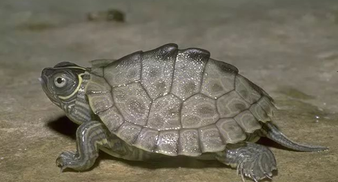 我滴个龟龟!你们可真秀,来看看你都认识哪些地