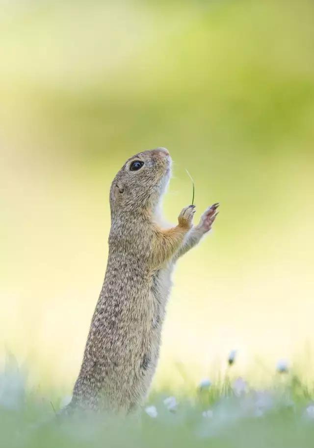 动物界的喜剧演员|狐狸|动物界|猩猩_新浪新闻