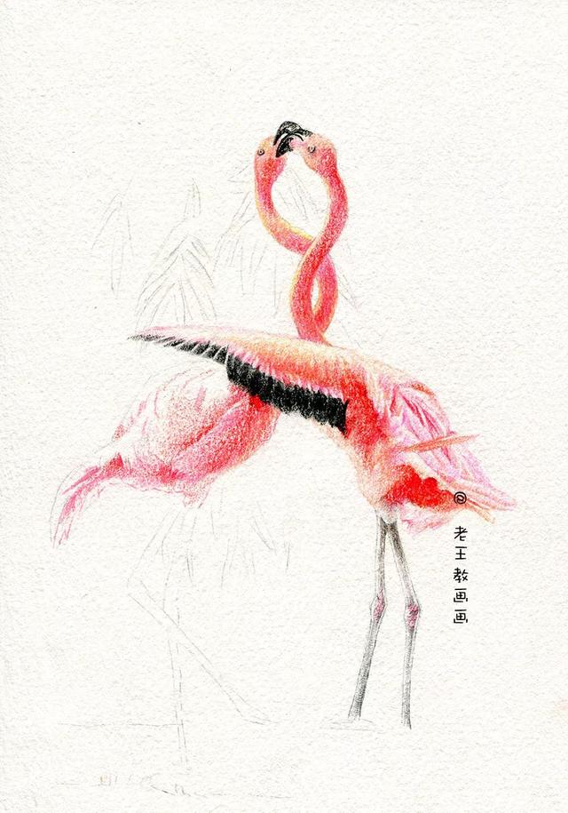 彩铅火烈鸟教程,零基础也能学的会