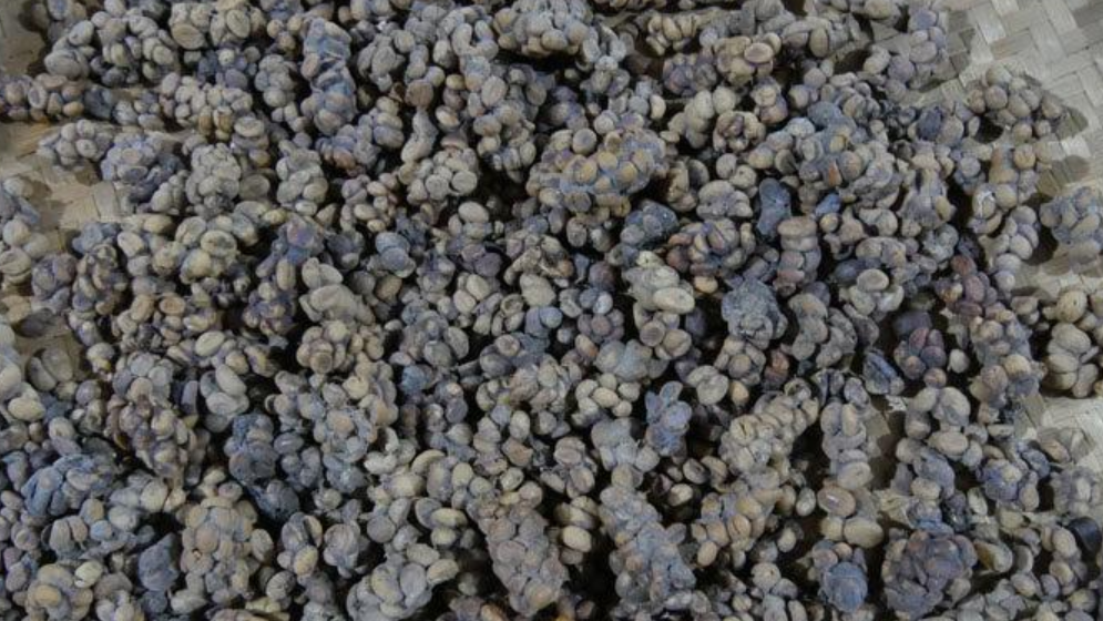 这种动物和麝香猫一样,粪便是宝贝,尿液可以入药