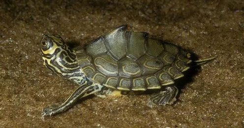 我滴个龟龟!你们可真秀,来看看你都认识哪些地