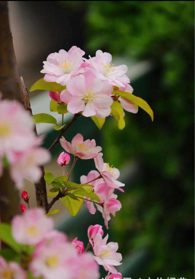 清明丨各地网友拍摄的各种花