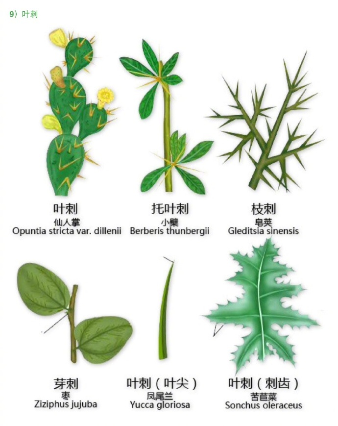 叶子 形态图解…