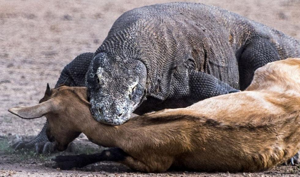 这样的巨型蜥蜴与鳄鱼还有什么分别?看它捕食山羊时吓傻了