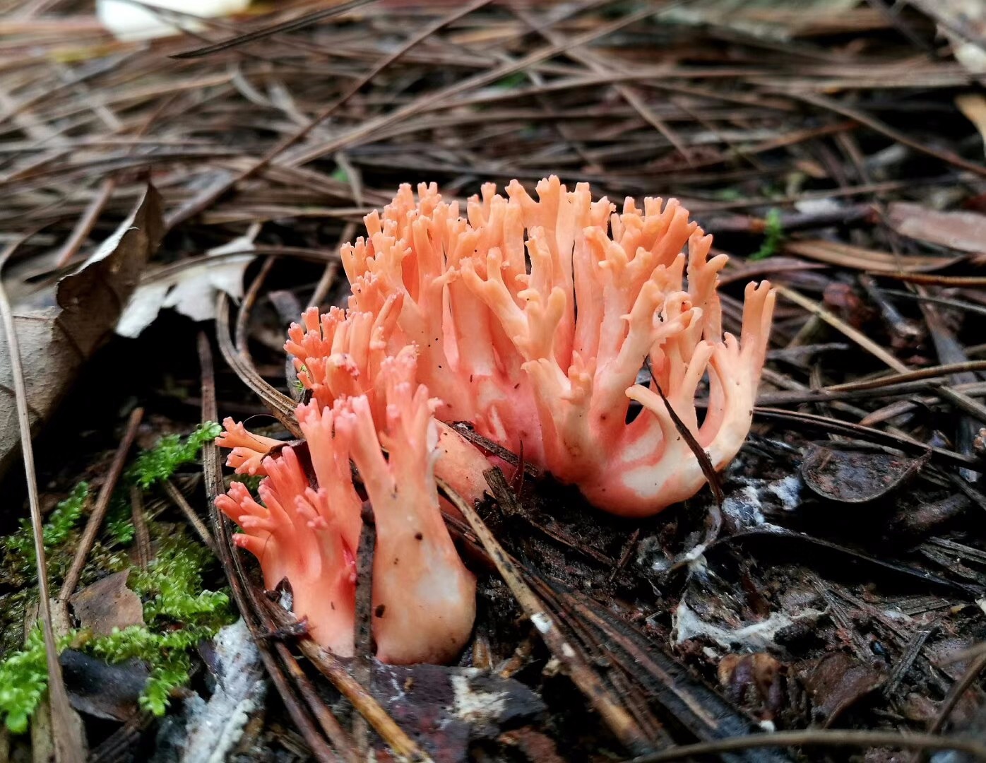 云南楚雄多彩的珊瑚菌类蘑菇(陈作红教授今天拍摄的)