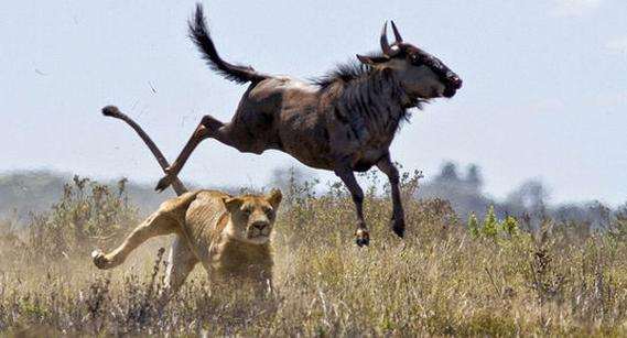 狮子截杀角马,角马化身"飞马"飞过 ,狮子:没法活了!