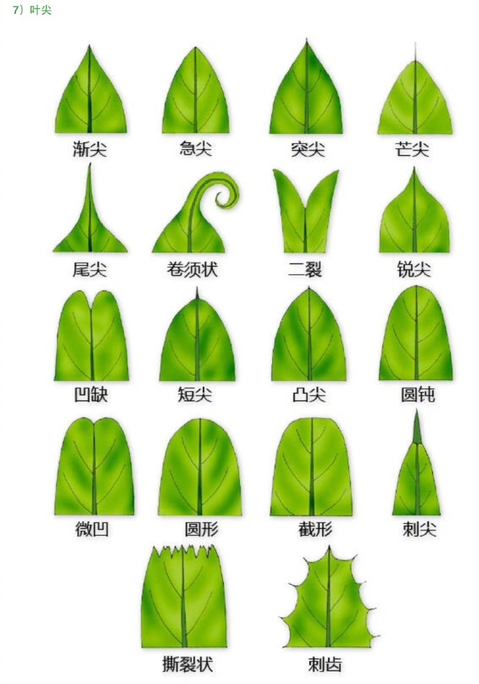 叶子 形态图解…