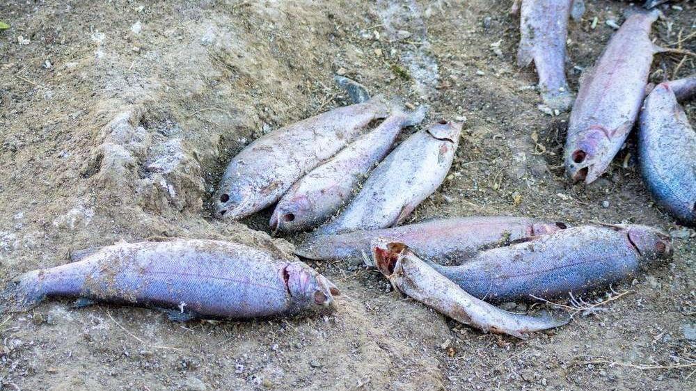 从天而降的大鱼!天空下鱼雨的原因是啥,你知道吗?