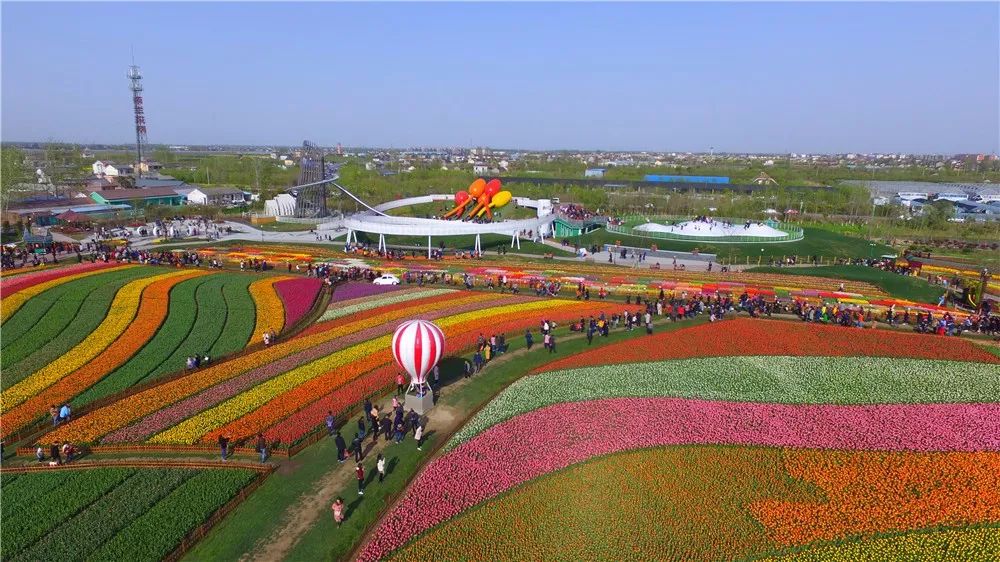 航拍下的荷兰花海变成最美调色盘