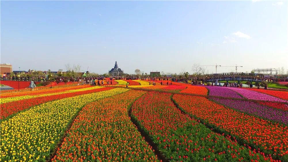 航拍下的荷兰花海变成最美调色盘