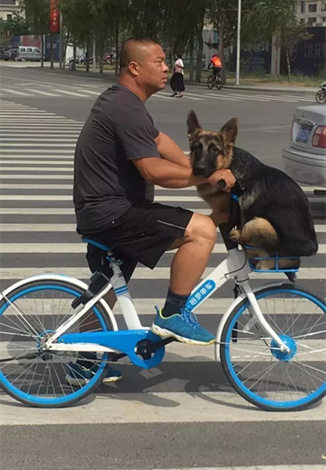 主人超喜欢骑车带金毛兜风 膘肥体壮的狗子挤进了车筐
