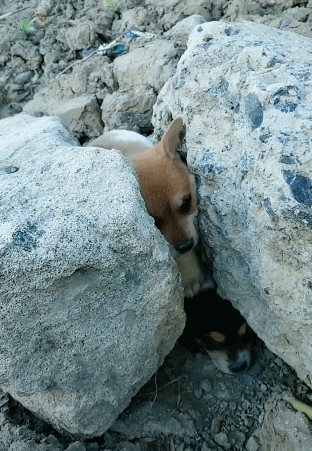 天气寒冷,两只小狗狗躲在石缝里取暖,心酸一幕