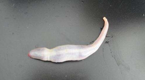 海老鼠,别称海棒槌,属于无脊椎生物,身体呈现出椭圆纺锤形,具有有细长