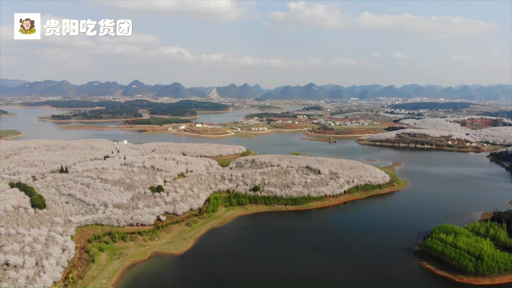 贵阳身边事 【航拍贵州平坝樱花,与国内外出名樱花景点相比,丝毫不