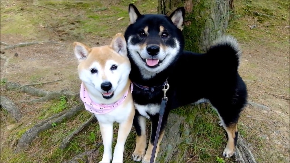 黑柴与赤柴郊外可爱合影,表情神同步萌翻网友