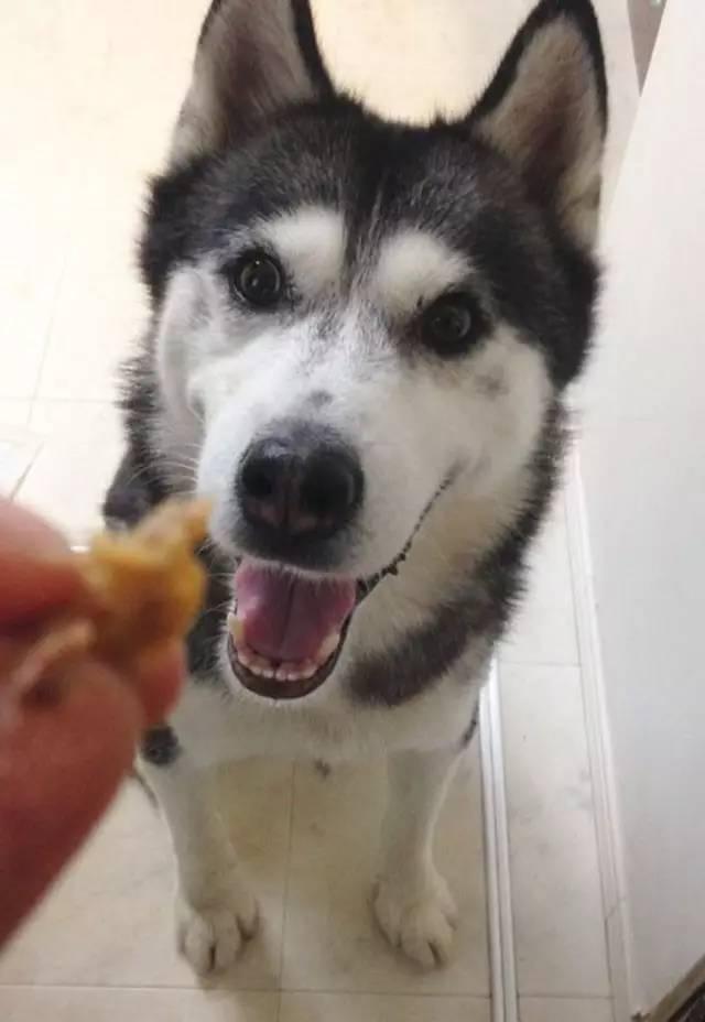 网友拿肉跟蔬菜测试二哈的反应,二哈:肉肉快到嘴里来