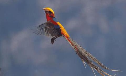 村民有幸获取野凤凰,兽医一句话,村民意外获得一笔钱