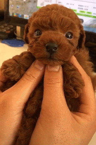 泰迪狗狗小小的,主人捧在手心,感觉就像一个小玩具