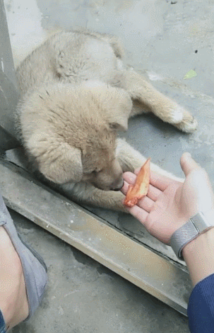 小土狗吃烤鸡翅这么好的货两口就啃个精光