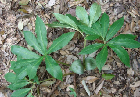 在山上看到这种野生植物,不要浪费,它可是祛风解痉的好药材|天南星