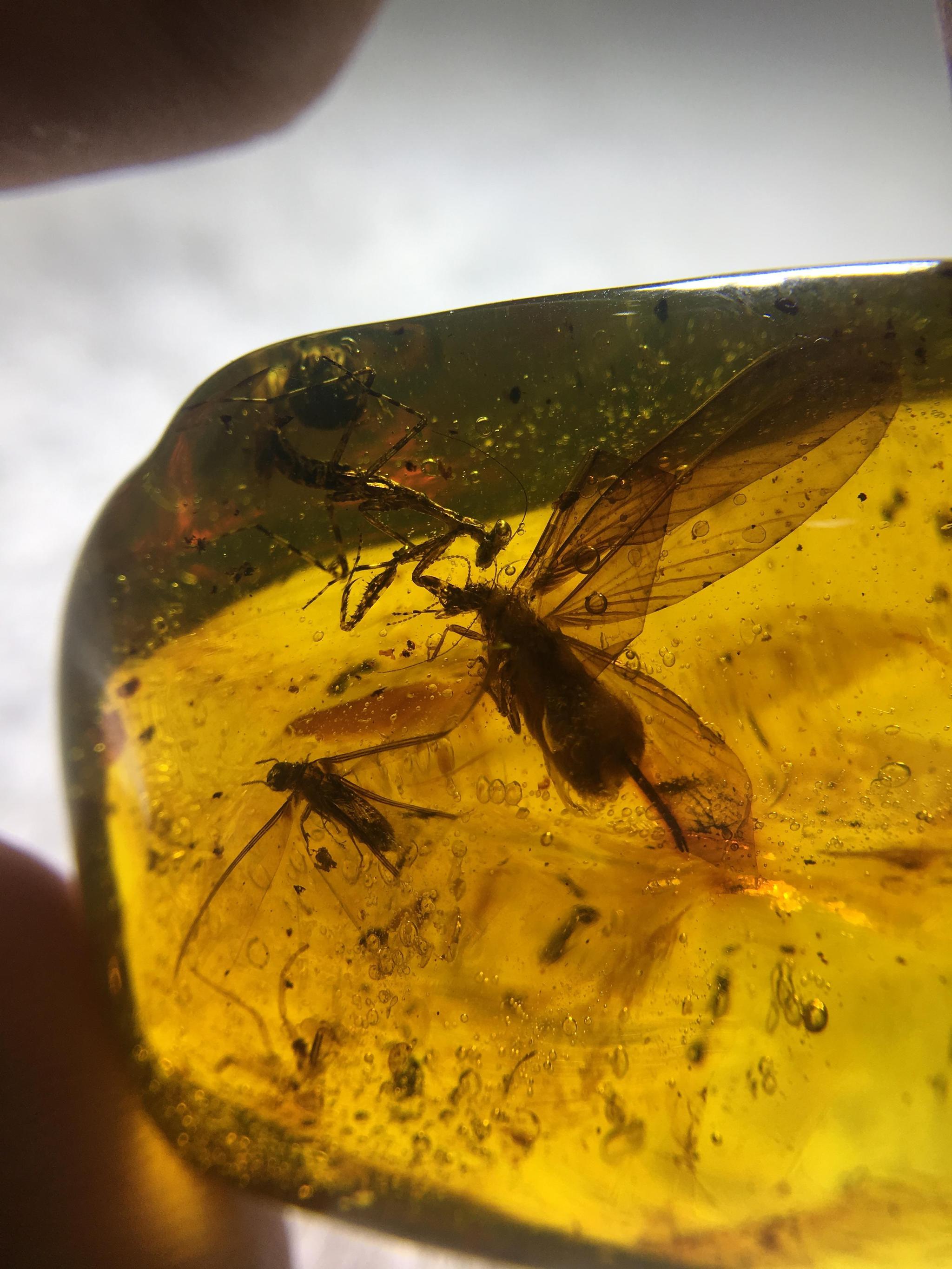 琥珀凝固了时光,凝固了场景,绝无仅有的螳螂捕蝉