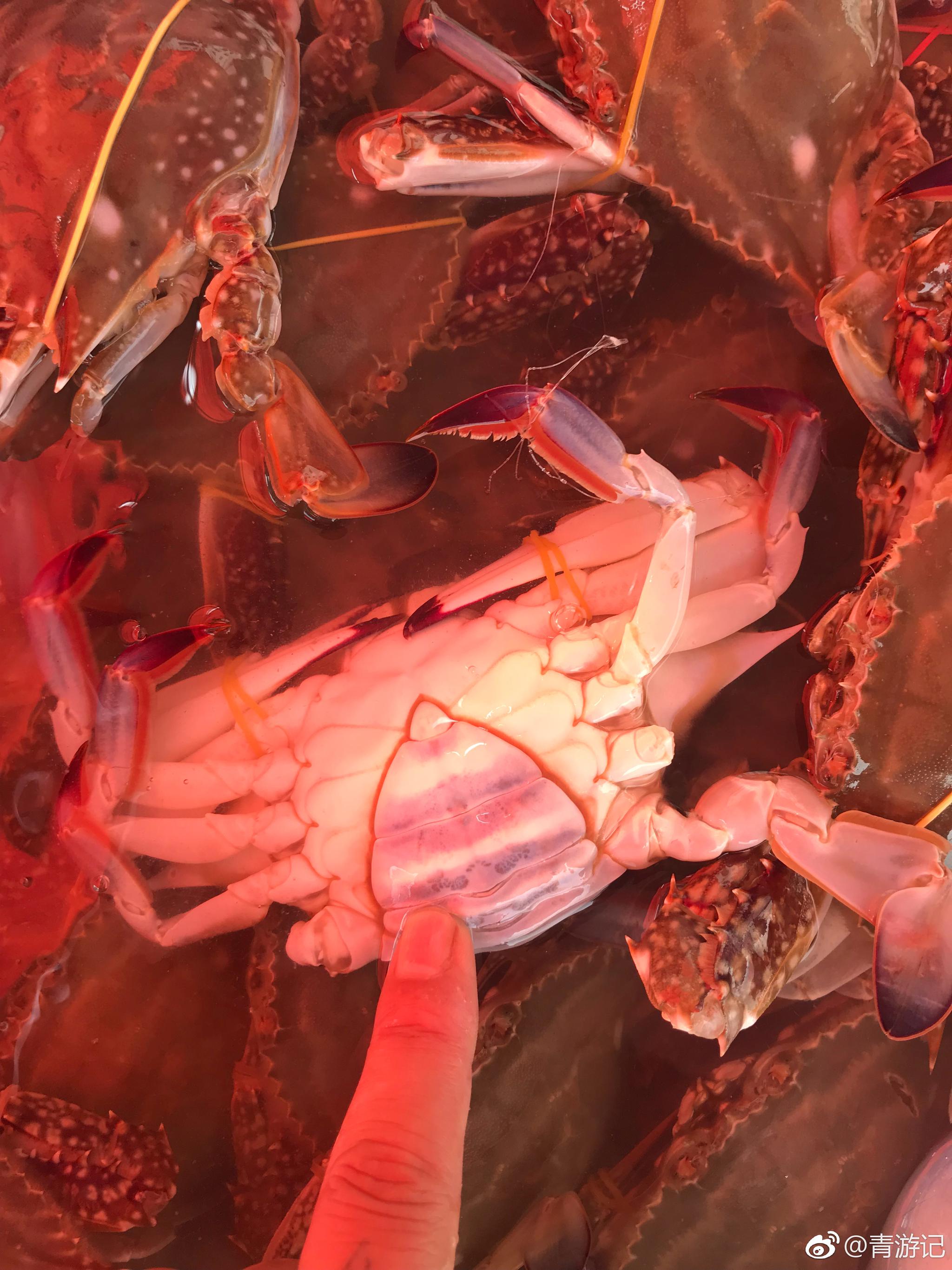 什么海鲜是有数的,比如现在正是螃蟹肥美时|螃蟹|公蟹|母蟹_新浪新闻