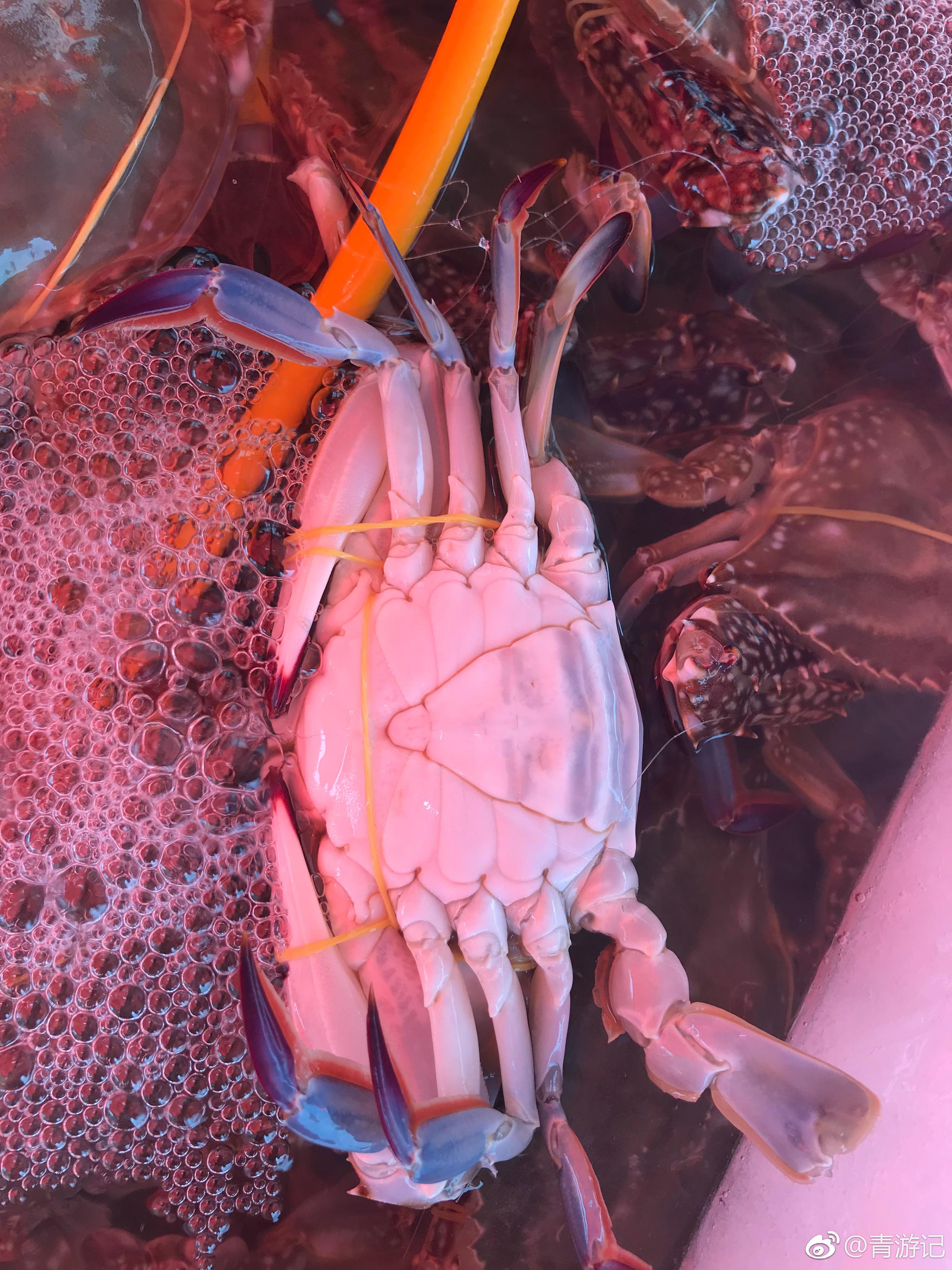 什么海鲜是有数的,比如现在正是螃蟹肥美时|螃蟹|公蟹|母蟹_新浪新闻