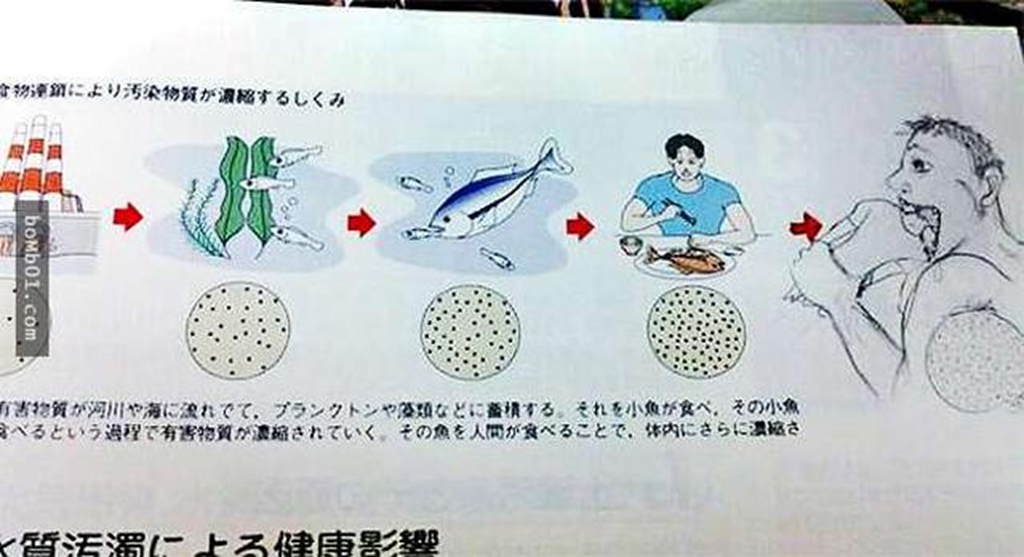 学生课本涂鸦,明太祖迷恋假名牌,食物链顶端竟然不是人类!