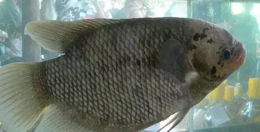 象耳鱼大概有一个大拼盘的大小,可以去除内脏,油炸,然后用筷子撑起,有