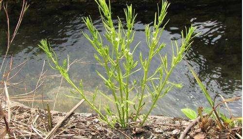 农村石坎边的草卖到二十二块钱一斤能调理肾虚腰痛