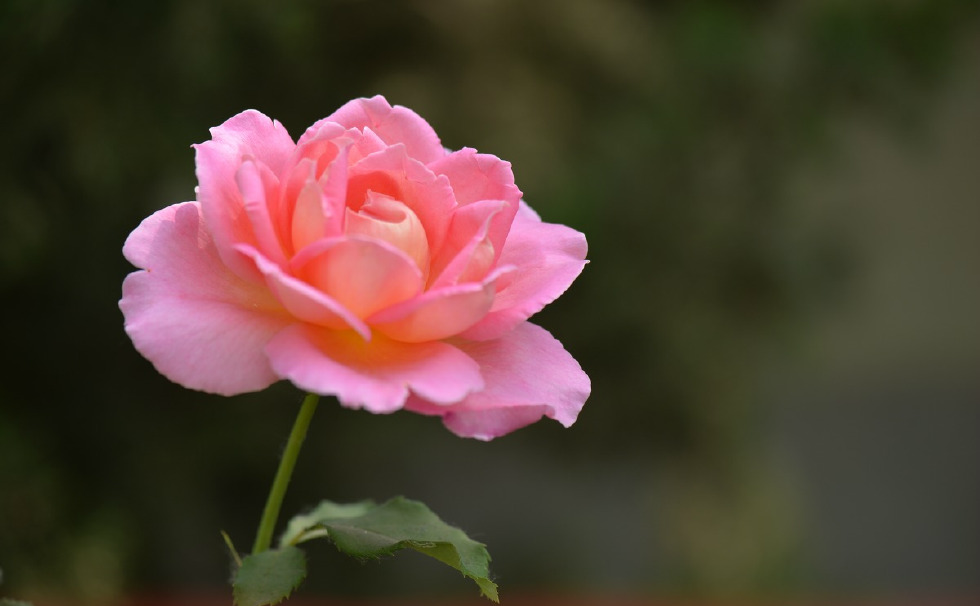 静物摄影美花一组