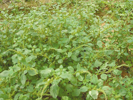 农村一种会"流血"的野菜,入口甘香,铁和钙的含量均高于菠菜