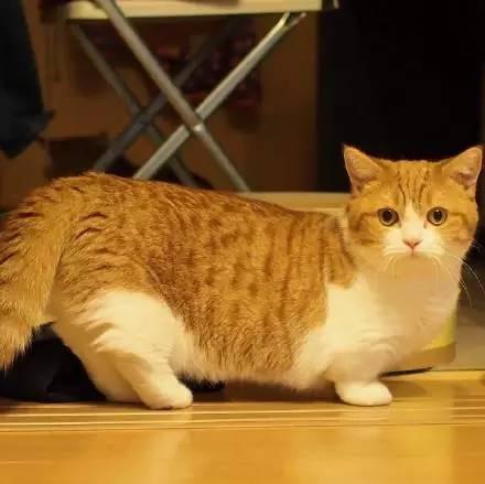 猫界最萌小短腿,就连磨屁股的姿势也带着美感