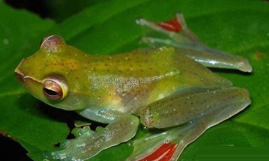 飞蛙: 会"飞翔"的青蛙, 树上的飞行者, 树间的跳跃者