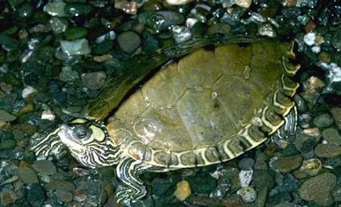 我滴个龟龟!你们可真秀,来看看你都认识哪些地