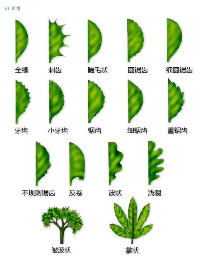 叶子 形态图解…|形态|叶子_新浪新闻