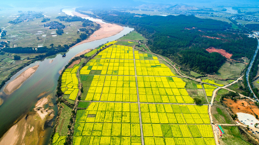 江西吉水:乌江千亩油菜花海醉游人摄影 | 千百度ja 更多