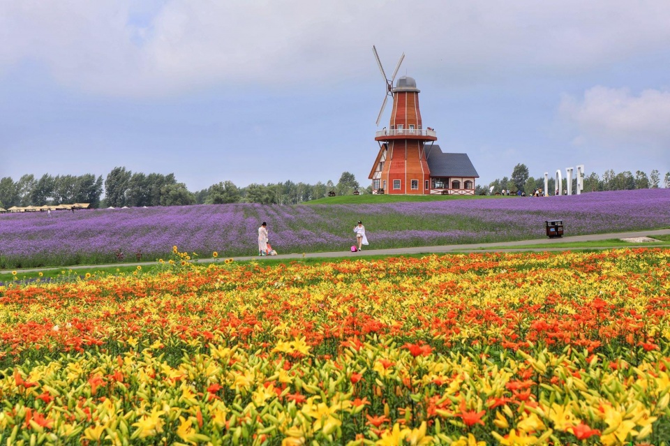 除了紫色,还有其他的颜色,红色的,黄色的,一片美丽的风景.