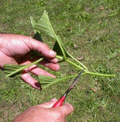 冬季扦插这4种花,窗外下雪屋内开花,一根枝条插8盆,太美了