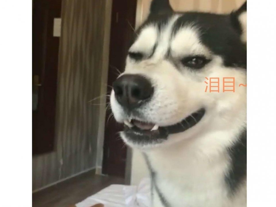 哈士奇犯了错,被主人一顿臭骂后,竟委屈的哭了