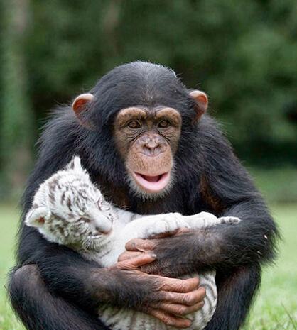 25张照片展现跨物种的爱棕熊和老虎当哥们组图