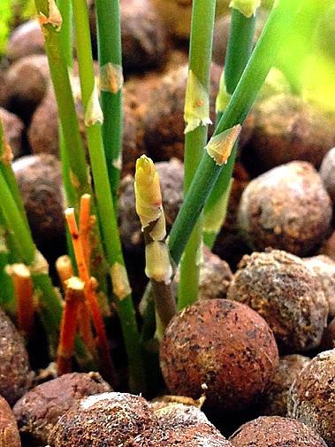 高手养文竹新芽一直冒年年开花又结果他是怎么做到的呢