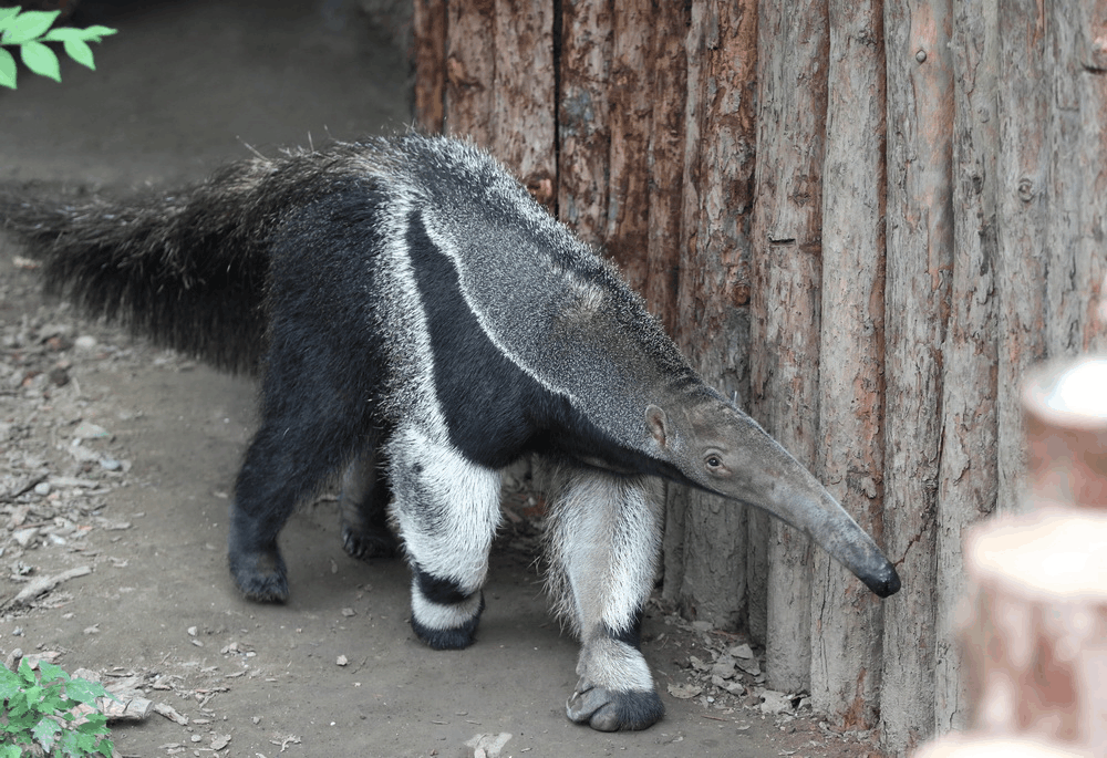 大食蚁兽一天吞下约3万只蚂蚁, 是个十足的大胃王