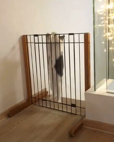 394_491竖版 竖屏gif 动态图 动图