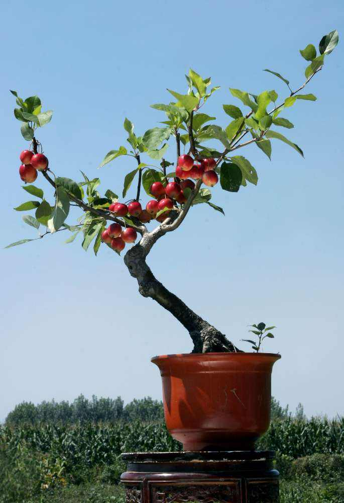 盆栽枣树种植方法图片