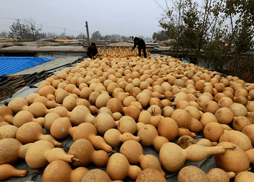 山东"葫芦"村, 一个葫芦3000块,你会去买吗?